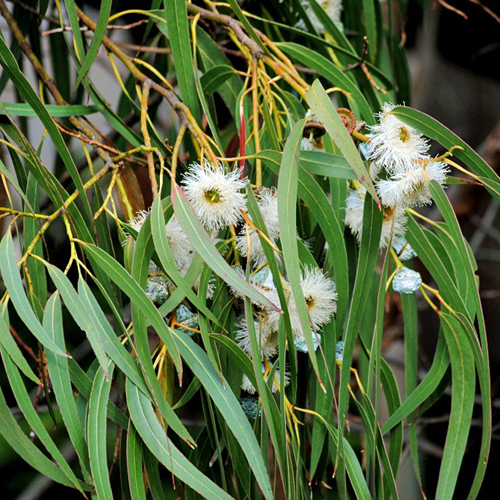 Ароматизатор для бани, сауны, хаммама Harvia Eucalyptus (Эвкалипт) 5 литров