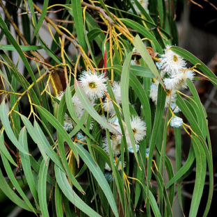 Ароматизатор для бани, сауны, хаммама Harvia Eucalyptus (Эвкалипт) 5 литров