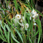 Ароматизатор для бани, сауны, хаммама Harvia Eucalyptus (Эвкалипт) 5 литров